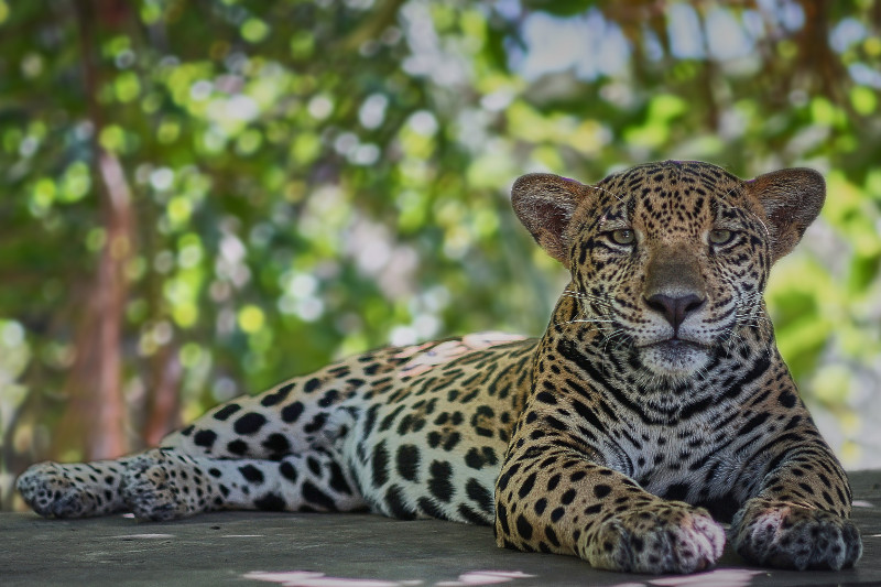 Jaguar in Panama. Wildlife encounter, big cat, Panama Canal animal.