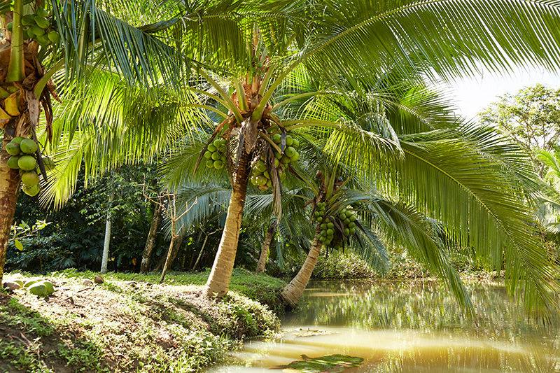 Tropical scenery Costa Rica. Coconut trees, pond, lush landscape, Costa Rica nature.
