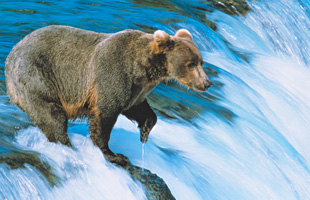 A Bear Salmon fishing in river Alaska,