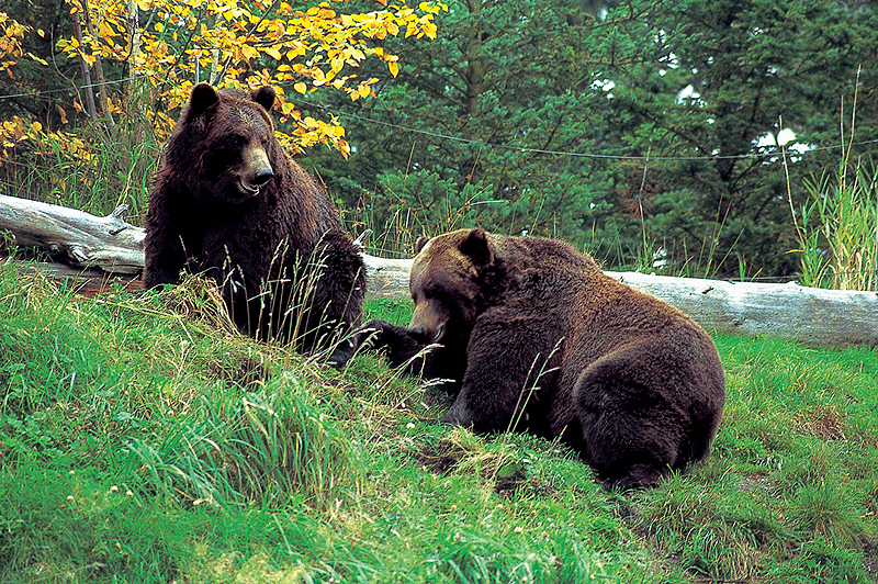 Bears playing in a field Alaska
