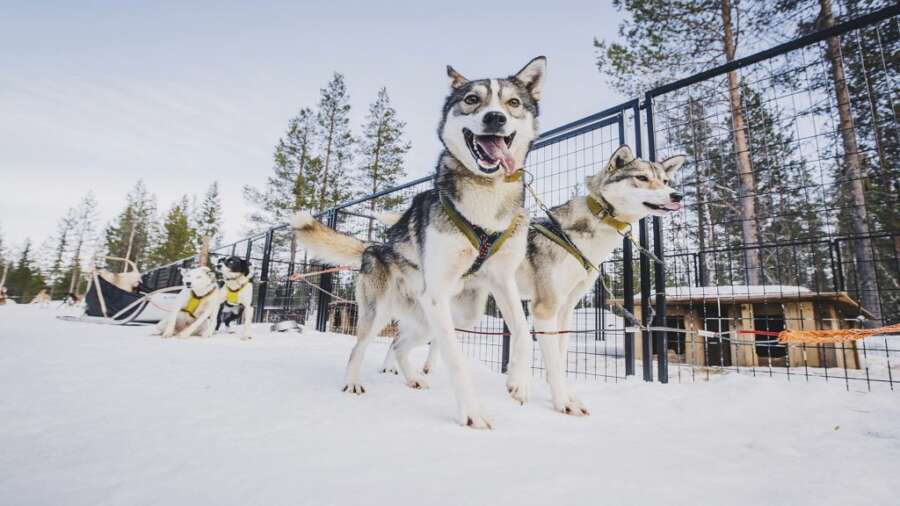 Huskies ready for dog sledding in a snowy landscape. Travel Escapes.