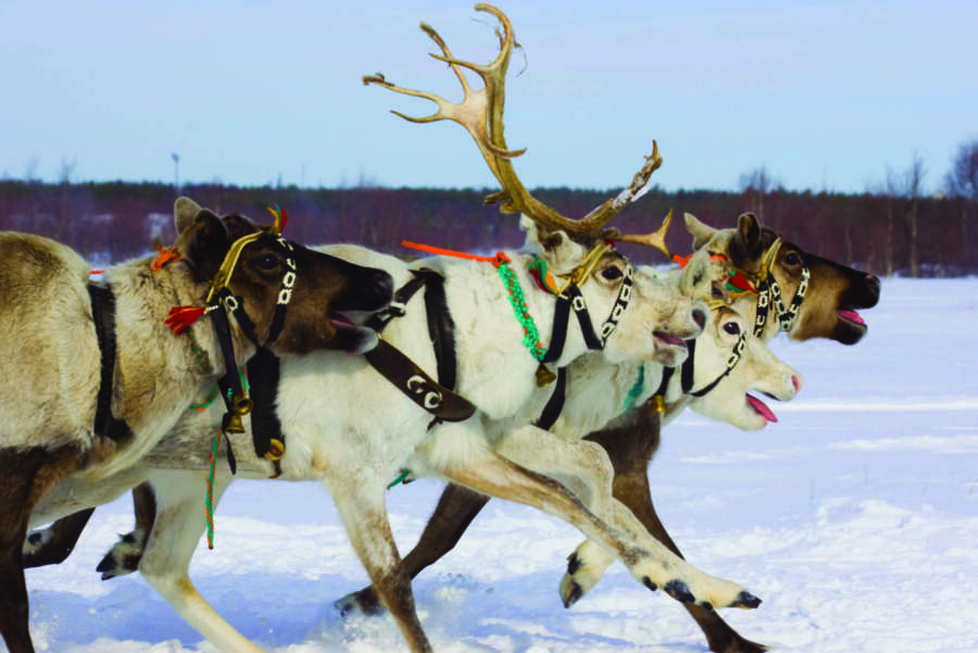 Close-up of reindeer with decorative harnesses running in the snow, set against a wintry landscape.