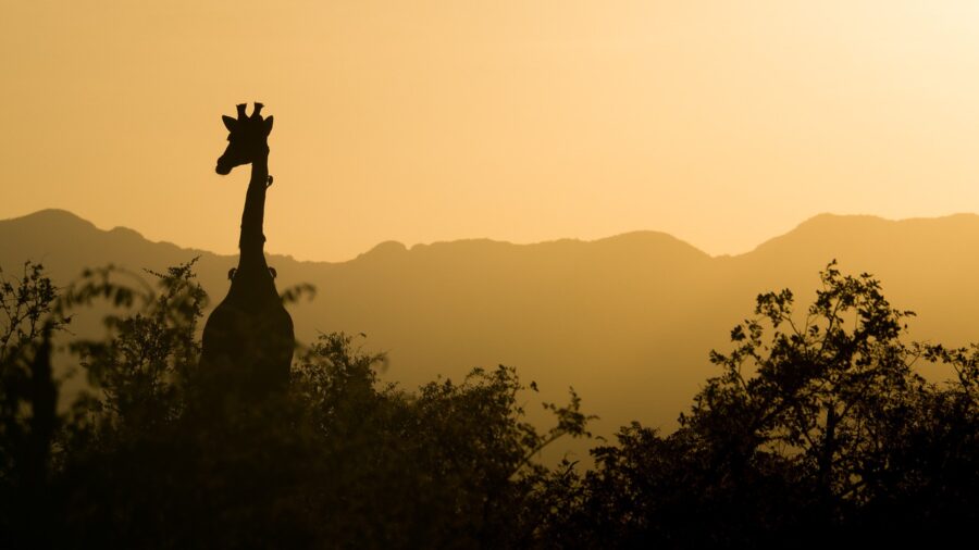 Silhouette of a giraffe against a vibrant sunset with mountains in the background. Travel Escapes