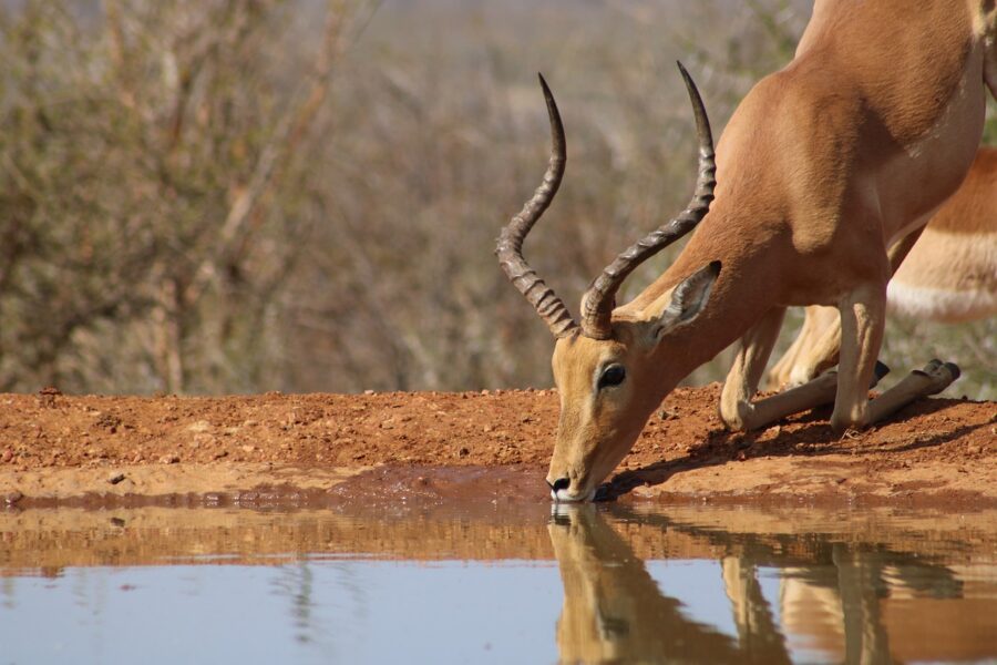 South African Impala drinking from a waterhole in a savanna landscape. Travel Escapes