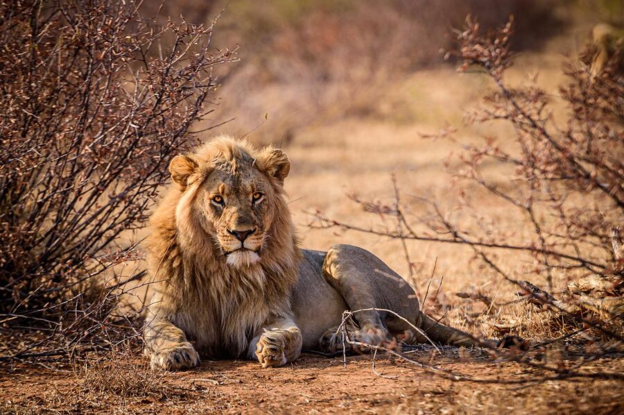 A male lion with a golden mane, resting alertly in a dry, grassy savanna. South Africa. Travel Escapes