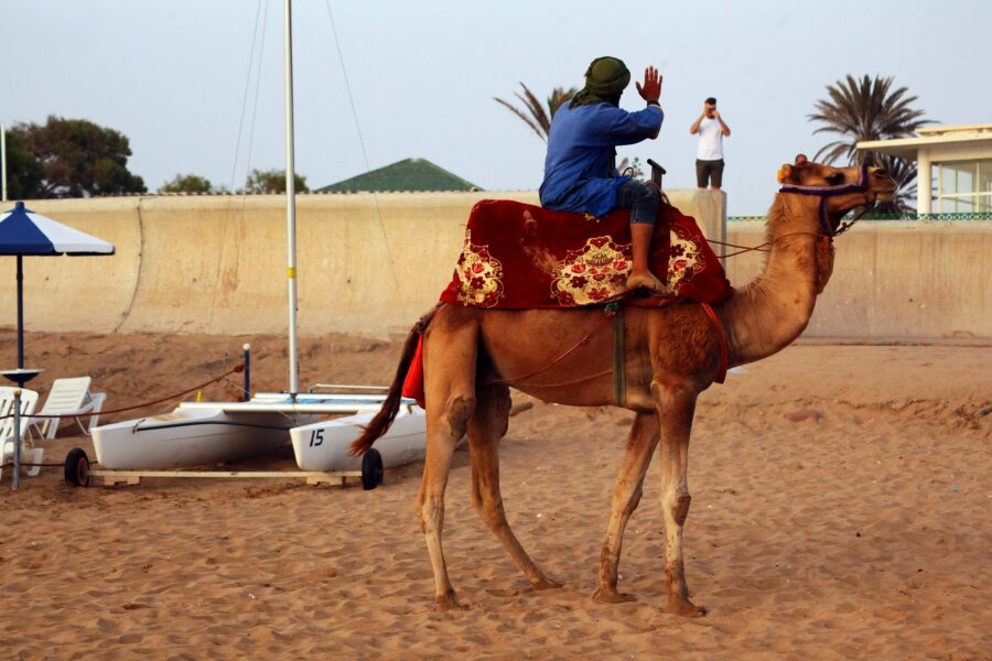 Morocco Guided tour. Camel with rider waves at photographer