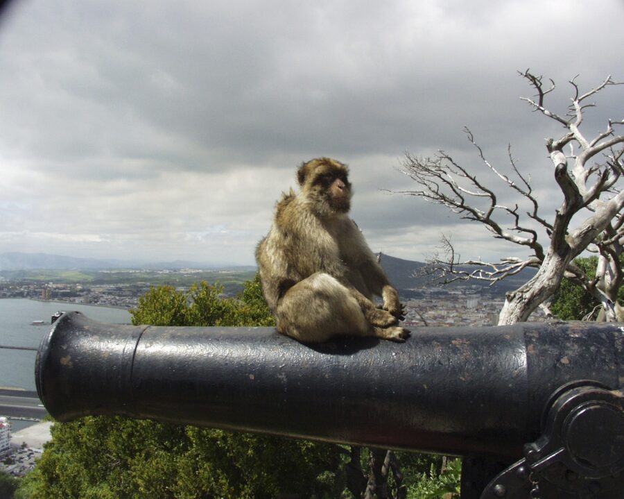 A curious ape perched on an old cannon with the stunning backdrop of Gibraltar's landscape, blending history and nature.