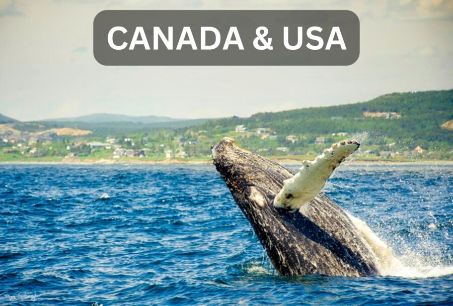 Breaching Whale in Canada Travel Escapes
