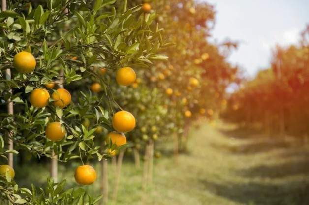 Lush orange trees in Cyprus, laden with ripe fruit. A sunny orchard scene capturing the island's agricultural beauty.